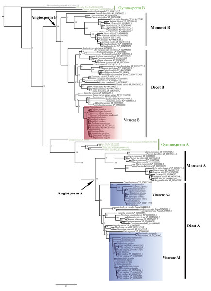 Phylogenetic relationships of CYP75 gene family in Vitaceae.