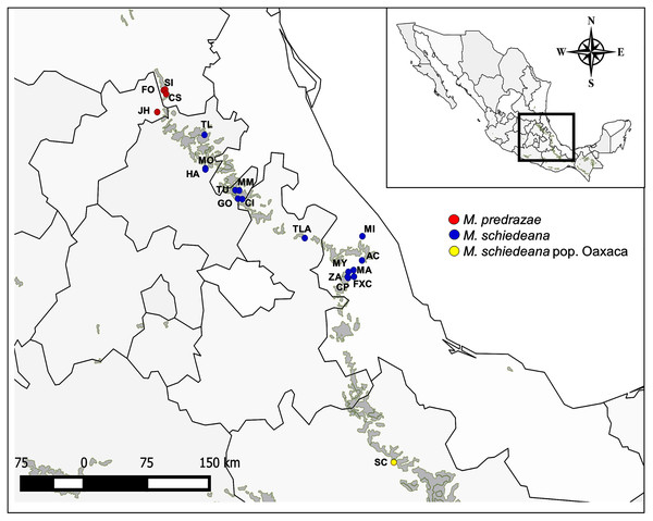 Sampled localities of M. pedrazae, M. schiedeana and M. schiedeana pop. Oaxaca across the TMCF in Mexico.