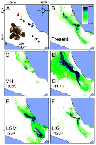 Present and past species distributions modeling for Magnolia pedrazae (red dots), M. schiedeana (blue dots) and M. schiedeana pop. Oaxaca (yellow dots).