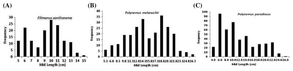 Length-frequency distribution of three polynemids: (A) Filimanus xanthonema (B) Polynemus melanochir and (C) Polynemus paradiseus.