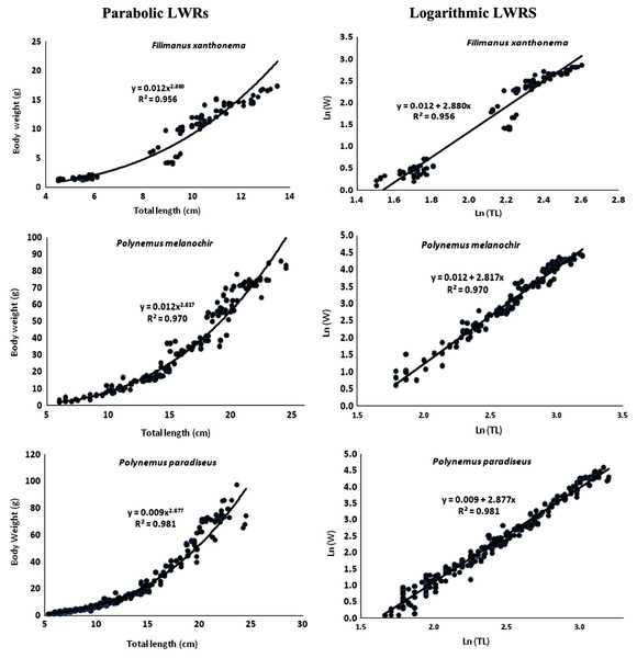 Length-weight relationships (parabolic and logarithmic) of three polynemids–Filimanus xanthonema, Polynemus melanochir and Polynemus paradiseus.