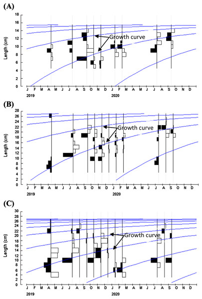 Growth curves of three polynemids: (A) Filimanus xanthonema (B) Polynemus melanochir and (C) Polynemus paradiseus.