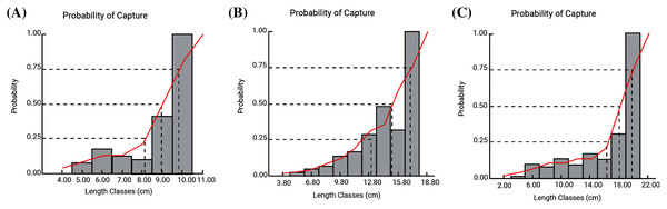 Probability of capture of three polynemids: (A) Filimanus xanthonema (B) Polynemus melanochir (C) Polynemus paradiseus.