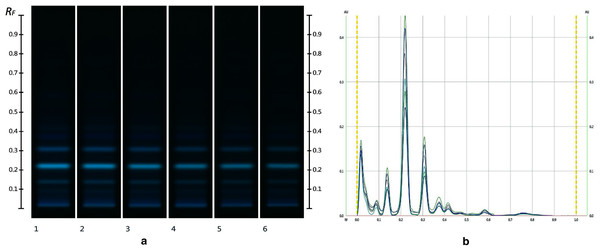 Images taken at R 366 after development (A) and their respective chromatograms (B).