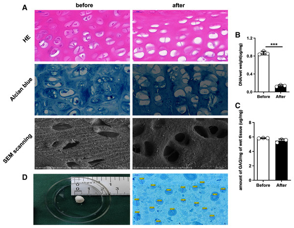 Comparison of rat cartilage tissue before and after the decellularization.