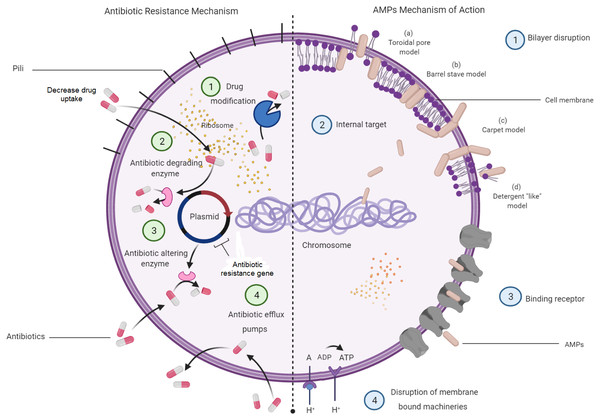 Bacterial resistance mechanisms to antibiotics and the mechanisms of AMPs in bacteria.