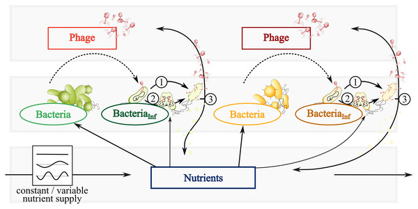 Conceptual graphic of a simplified bacteria-phage model with constant or fluctuating nutrient supply.