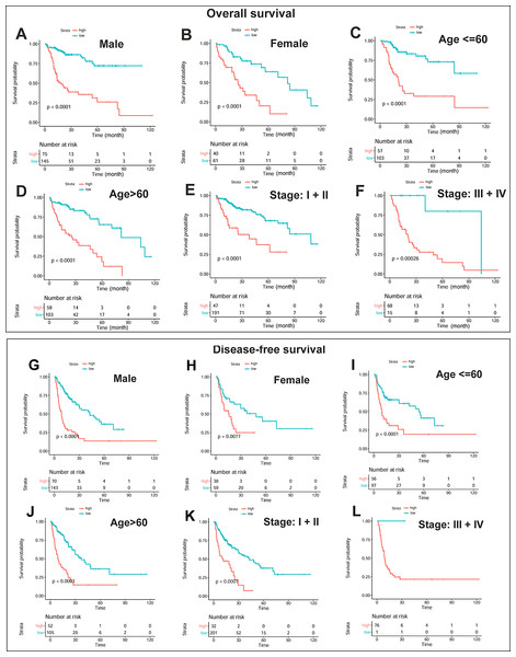 Independent prognostic effects of the OS and DFS risk models in HCC patients.