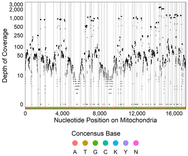 Sequencing coverage across mitochondrial genome.