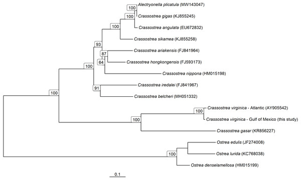 Mitochondrial Genome based phylogeny of Crassostrea spp.