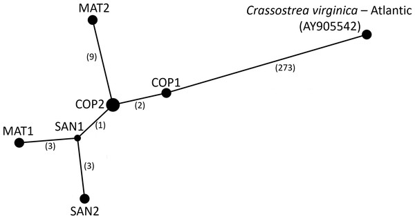 Haplotype Network of Crassostrea virginica in the Gulf of Mexico and Atlantic.