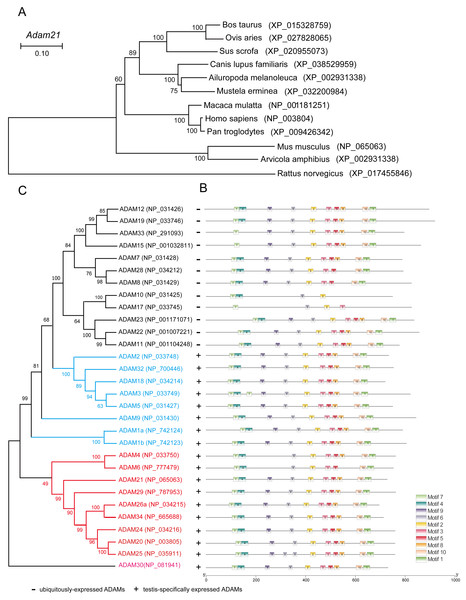 Phylogenetic relationships and conserved motif analysis of ADAMs.