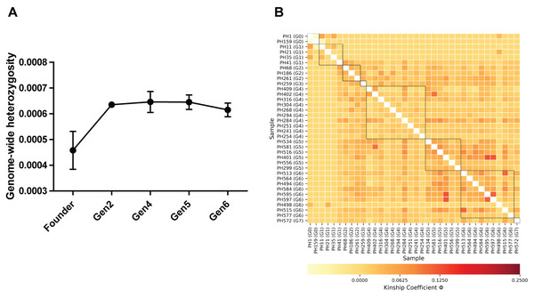 (A) Comparison of genome-wide heterozygosity in pygmy hogs, (B) heatmap of kinship coefficient of 36 individuals obtained from eight generations of captive pygmy hogs.