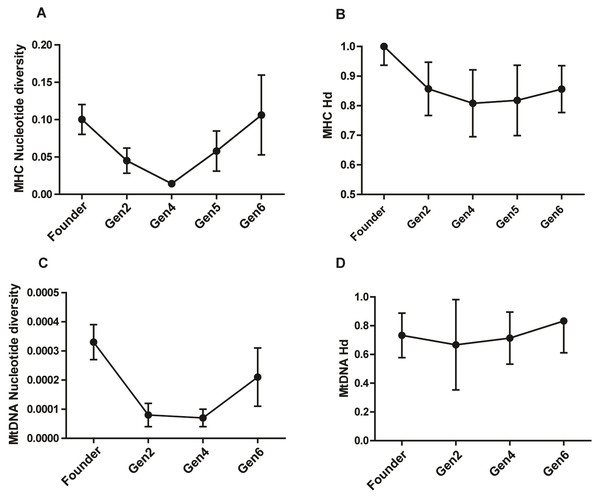 Comparison of MHC and mitochondrial DNA diversity in captive pygmy hogs (A) MHC nucleotide diversity (π), (B) MHC haplotype diversity (Hd), (C) Mt-DNA nucleotide diversity, (D) Mt-DNA haplotype diversity.