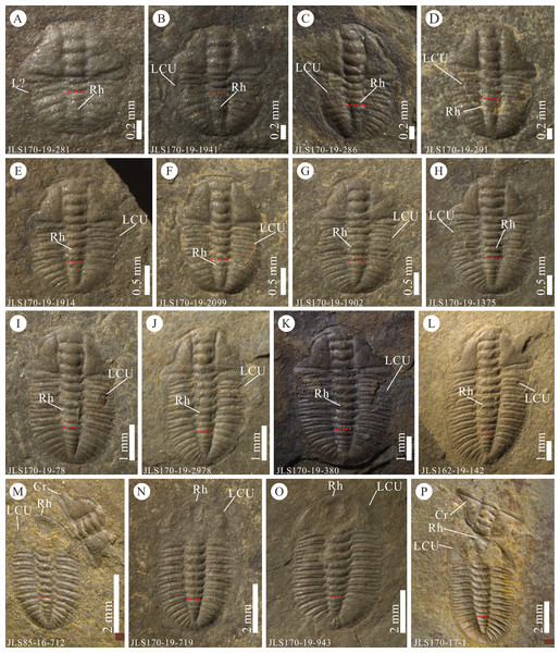 Examples of Somersault configuration and Henningsmoen’s configuration in Arthricocephalites xinzhaiheensis from the Cambrian Balang Formation, Guizhou Province, South China.