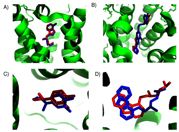 Predicted and experimental ligand binding sites in A2A adenosine and β2 adrenergic receptors.
