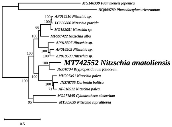 Maximum likelihood phylogeny inferred from an alignment of concatenated protein coding genes from 16 mitochondrial genomes of diatoms and dinotoms.
