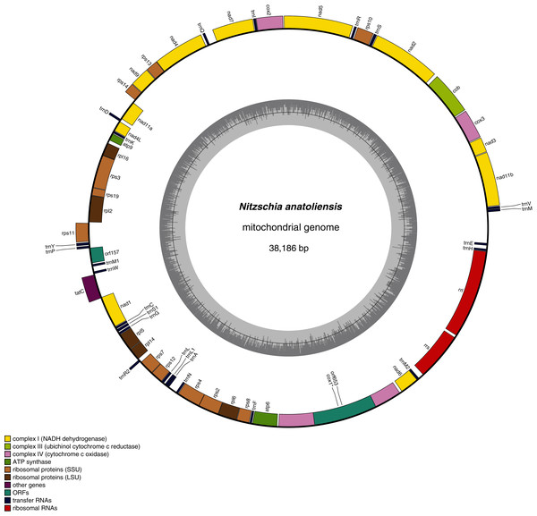 Genomic map of the mitochondrial genome of N. anatoliensis.