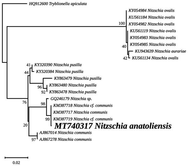 Maximum likelihood phylogeny inferred from an alignment of 21 partial SSU genes.