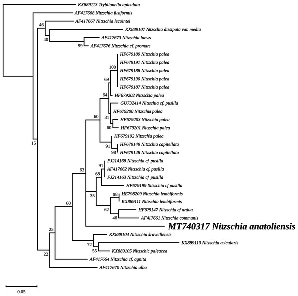 Maximum likelihood phylogeny inferred from an alignment of 34 partial LSU genes.
