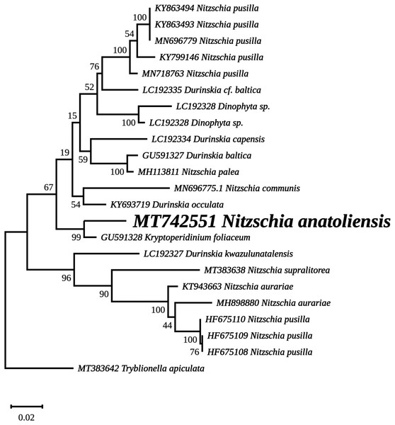 Maximum likelihood phylogeny inferred from an alignment of 23 partial rbcL genes from diatoms and dinotoms.
