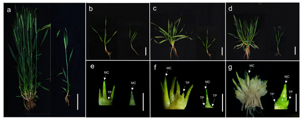 Key auxin response factor (ARF) genes constraining wheat tillering of ...