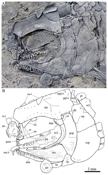 Skull and pectoral girdle in the holotype.