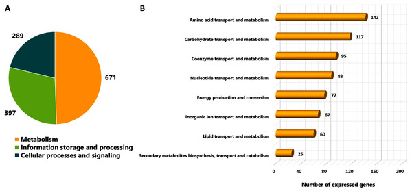 Categorizing functions of the expressed genes of L. reuteri KUB-AC5 based on COGs classification.