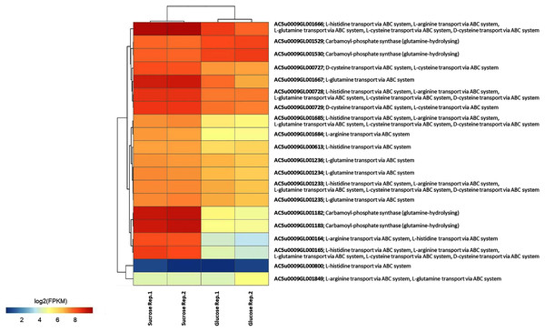 A heat map diagram shows different gene patterns of reporter proteins across sucrose versus glucose condition at L-phase of growth.