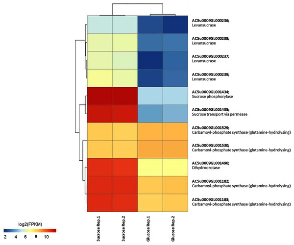 A heat map diagram shows different gene patterns of reporter proteins across sucrose versus glucose condition at S-phase of growth.