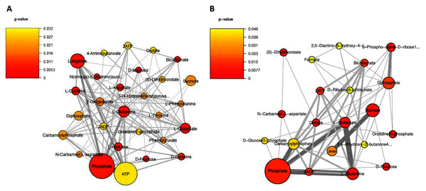 A subnetwork of reporter metabolites across sucrose versus glucose condition.