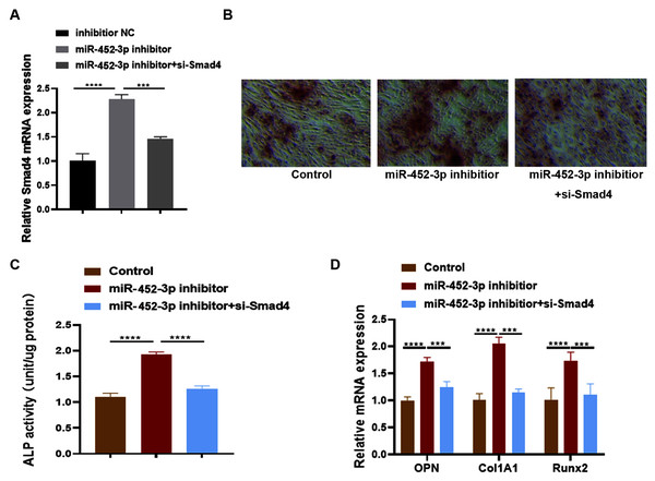 miR-452-3p regulates osteoblast differentiation by targeting Smad4.