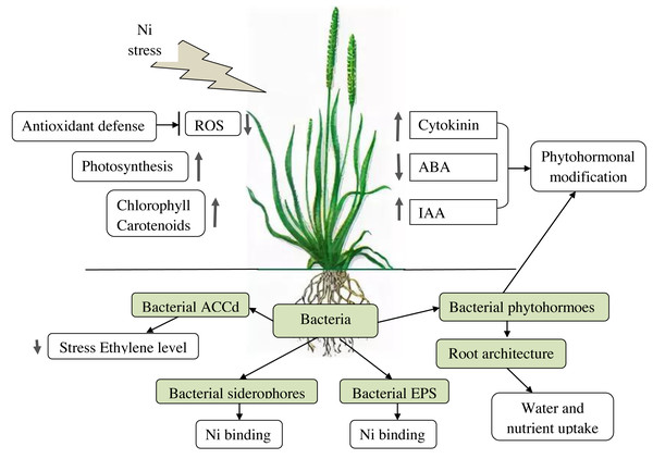 Effects of PGPB on plants under Ni-stress.