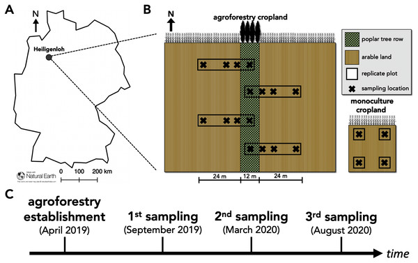 Study site and study design of paired temperate agroforestry and monoculture cropland.