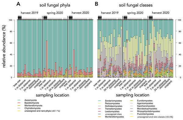 Relative abundance of dominant (≥0.1%) soil fungal phyla (A) and classes (B) in a paired temperate agroforestry and monoculture cropland system.