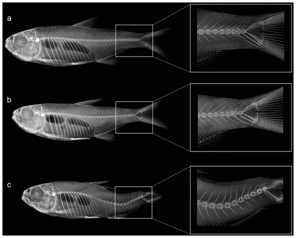 Anatomical patterns established for Psalidodon aff. fasciatus from Furna 2 in VVSP, based on X-ray images of spine morphology.