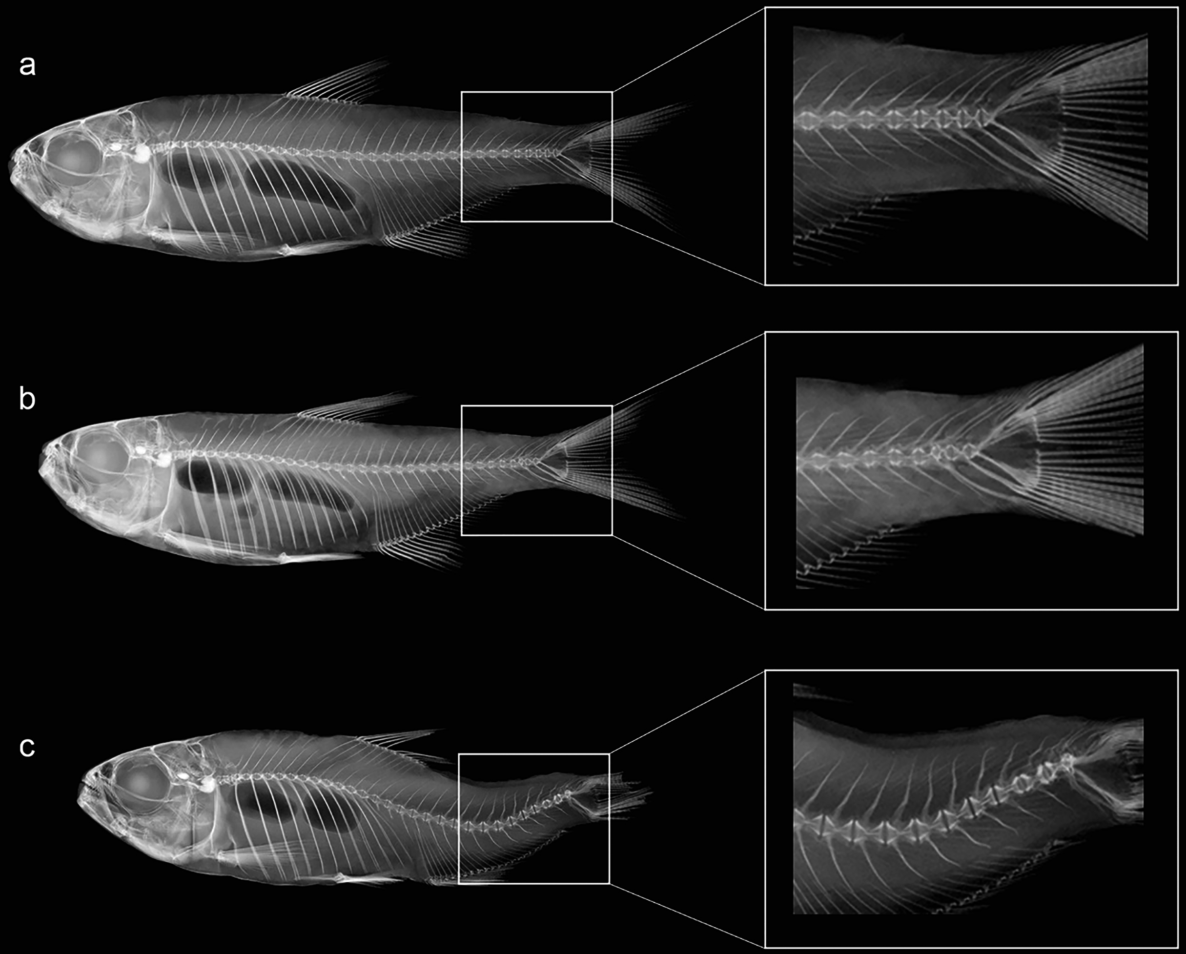 radiation mutation fish