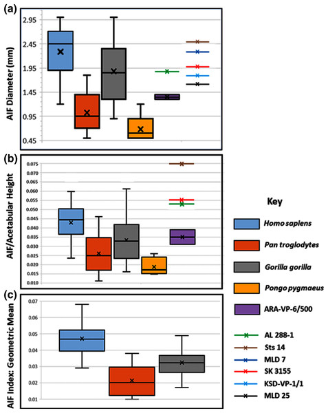 Maximum diameter of AIF(see Methods) in extant hominoids and fossil hominins.