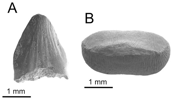 A new vertebrate fauna from the Lower Cretaceous Holly Creek 