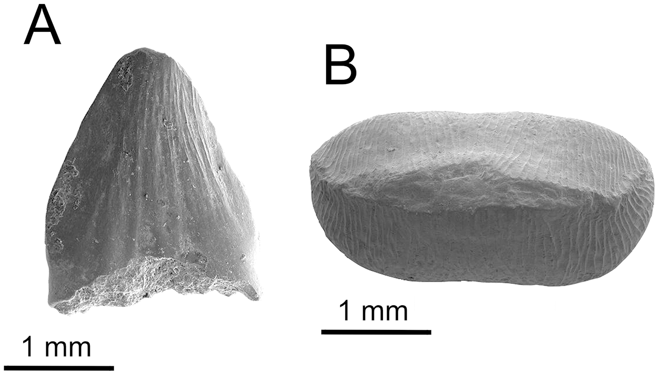 A New Vertebrate Fauna From The Lower Cretaceous Holly Creek Formation 