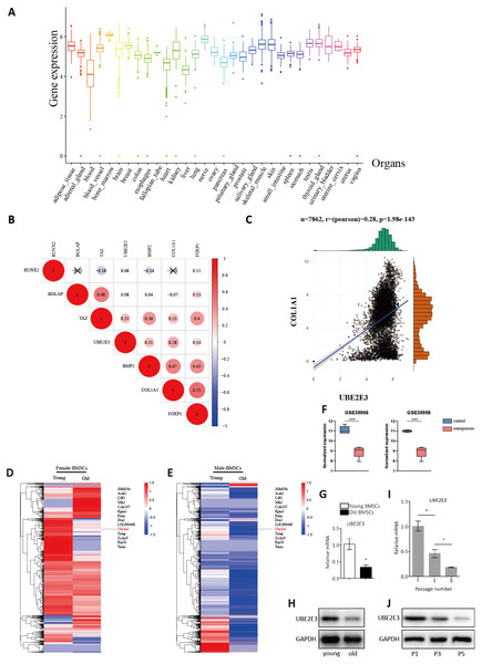 Validation of UBE2E3 expression.