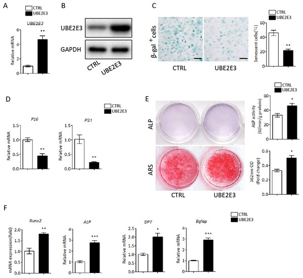 Overexpression of UBE2E3 attenuated cell senescence as well as enhancing osteogenic differentiation of old BMSCs.