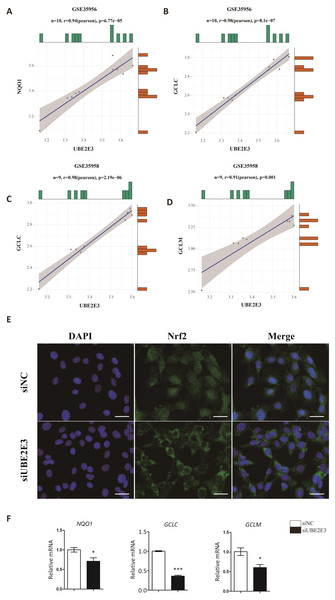 UBE2E3 regulates BMSCs senescence and osteogenic differentiation by controlling Nrf2 distribution and activity.