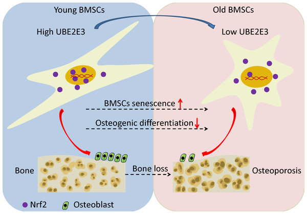 The schematic of UBE2E3 regulating senescence and osteogenic differentiation of BMSCs during aging.