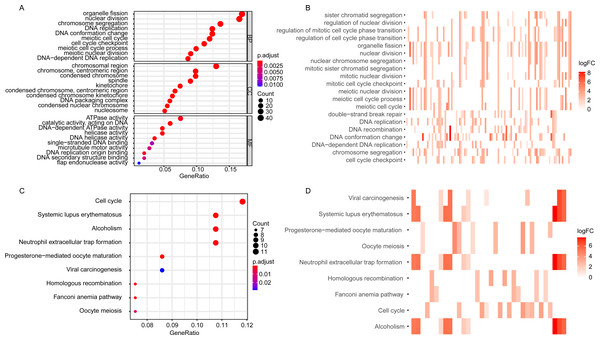 The GO and KEGG enrichment analysis of DEGGs.