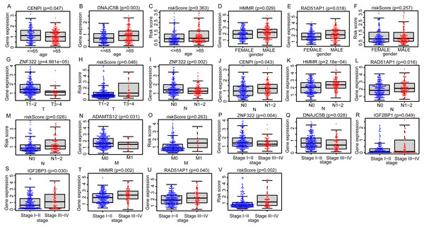 The distributions of EGRS genes’ expressions or risk score to pathological status in training set.