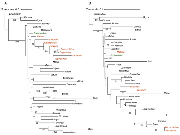 Phylogenetic analyses of Tolypanthus maclurei and other 37 angiosperms based on sequences of two regions of mitochondrial atp1.
