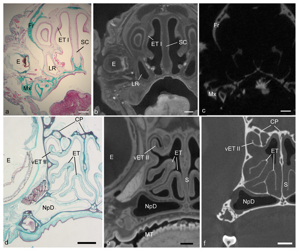 A Comparison Of Dicect And Histology For Determination Of Nasal