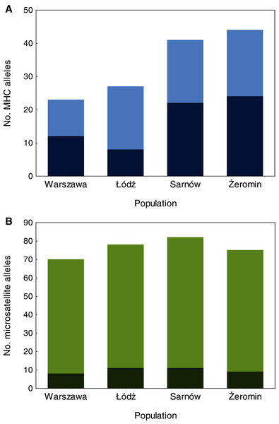 The number of MHC class II (A) and microsatellite (B) alleles recorded in old urban (Warszawa), new urban (Łódź) and two rural (Sarnów and Żeromin) populations of the Eurasian coot.