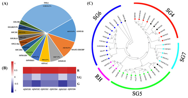 (A) Differentially expressed TFs. (B) Expression profiles of six differentially expressed OfMYBs at the three stages. (C) Phylogenic analysis of six OfMYBs with 35 flavonoid-related MYBs from other species.
